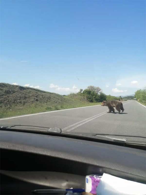 Του πετάχτηκε τεράστια αρκούδα στον δρόμο – Ευτυχώς δεν έτρεχε