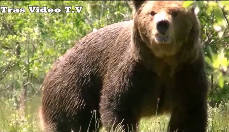 Καστοριά: Η αρκούδα τον κοίταξε κατάματα! (βίντεο)
