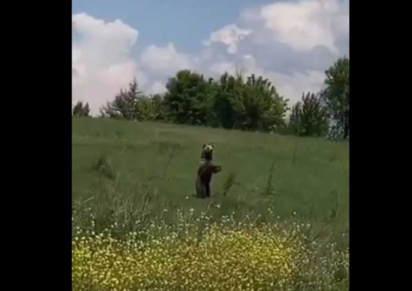 Πέρασμα αρκούδας από το Αηδονοχώρι Βοΐου Κοζάνης σε καθημερινή βάση