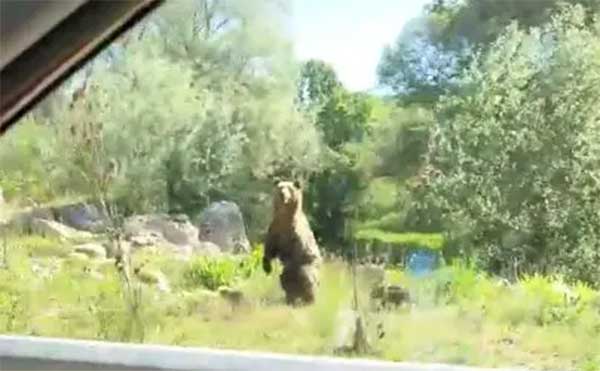 Καστοριά: Συνάντηση με αρκουδοοικογένεια (βίντεο)