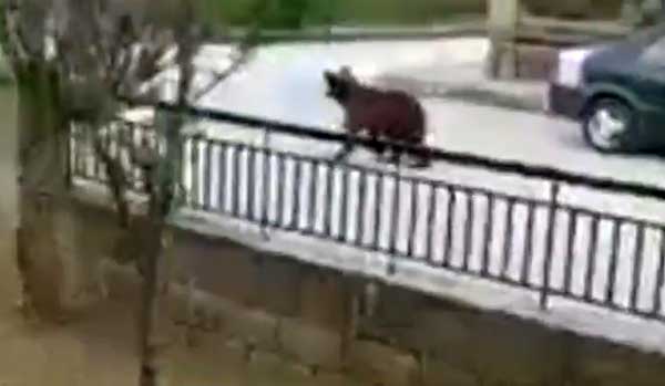 Νεάπολη: Αρκούδα έκανε βόλτες μέσα στην πόλη (Βίντεο)