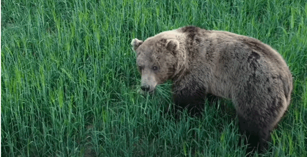 Καστοριά: Η αρκούδα ψάχνει για τροφή κι ένα drone την πλησιάζει! (βίντεο)