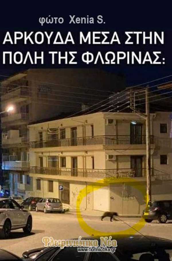 Αρκούδα θεάθηκε μέσα στην πόλη της Φλώρινας