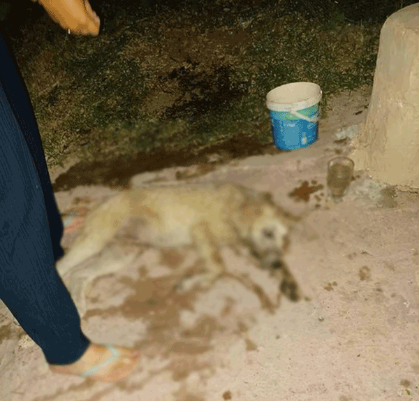 Φόλες στην περιοχή Νέα Χαραυγή Κοζάνης