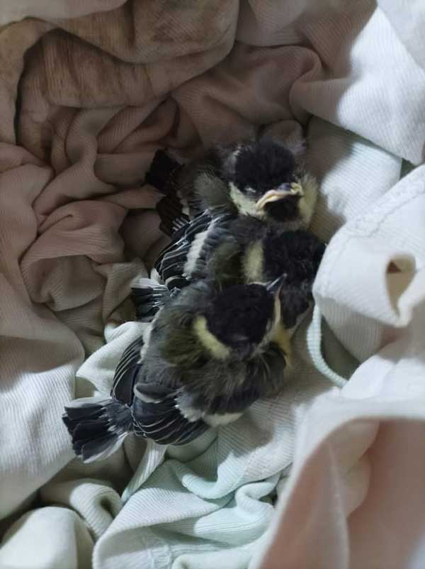 Τρία μωρά Καλογεράκια (Parus major) έφθασαν στον σταθμό περίθαλψης άγριων ζώων και πουλιών στην Καστοριά