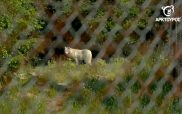 Ο Αρκτούρος επέστρεψε στη φύση 3 αρκούδες και 1 λύκο μετά από περίθαλψη 1 περίπου έτους