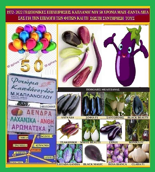 Η μελιτζάνα (Solanum melongena)