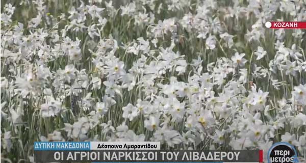 Διαμάχη Λιβαδερού- Μεταξά για τους άγριους νάρκισσους, τα λεγόμενα τριαντάφυλλα