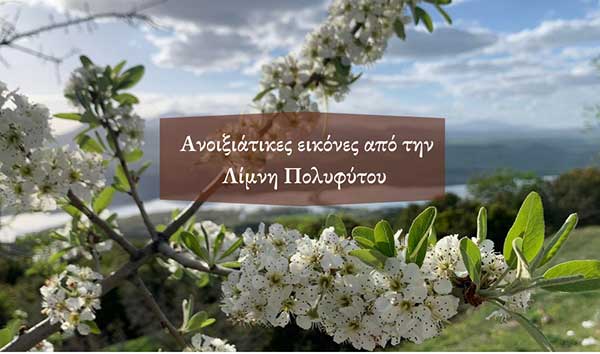 Λίμνη Πολυφύτου, Ανοιξιάτικες εικόνες από το Πλατανόδασος Ρυμνίου και τα Αναβρυκά