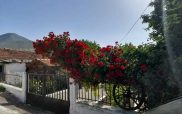 Φωτογραφία της ημέρας: Η τριανταφυλλιά της κυρα Δήμητρας στη Φτελιά