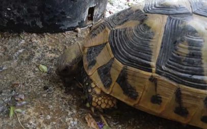 Φωτογραφία της ημέρας: Μια χελωνίτσα ξεδιψάει