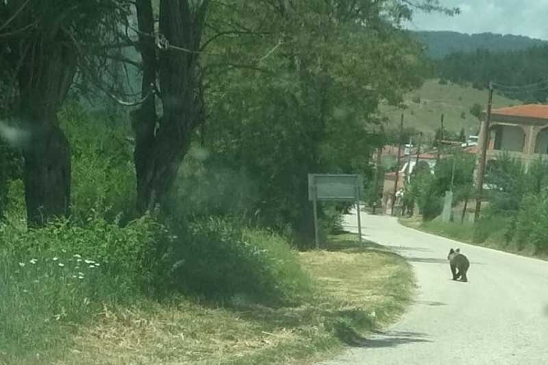 Αρκουδάκι βγήκε… βόλτα μέσα στη Βασιλειάδα Καστοριάς