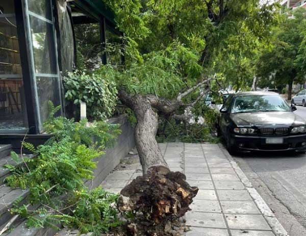 Θεσσαλονίκη: Πάνω από 10 δένδρα έπεσαν από το ξαφνικό μπουρίνι – Ένα μπήκε μέσα σε βιτρίνα
