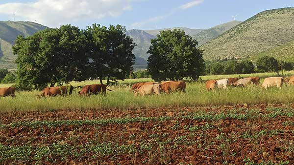 Περιμένοντας τη γιορτή μοσχαριού στην Εράτυρα
