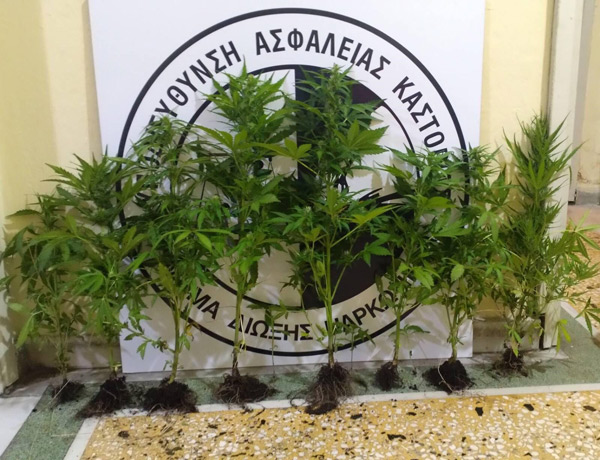Συνελήφθη 41χρονος για καλλιέργεια 12 δενδρυλλίων κάνναβης, σε περιοχές της Καστοριάς