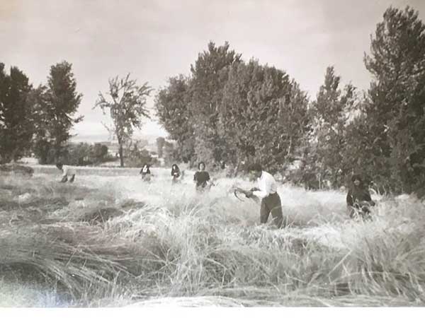 Χωράφια της Λευκοπηγής περί το 1955-1960