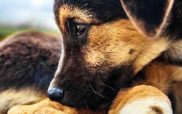 Δήμος Βοΐου: Ενημερωτική εκδήλωση με θέμα «Δεσποζόμενα- Αδέσποτα Ζώα Συντροφιάς»
