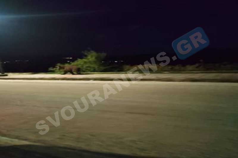 Αρκούδα στην είσοδο της Κορησού Καστοριάς