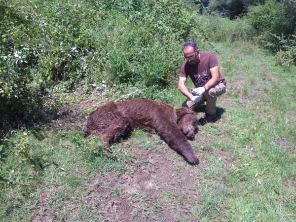 Καστοριά: Συνελήφθη η αρκούδα στο ύψωμα του Προφήτη Ηλία