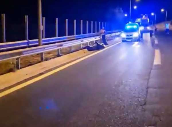 Κοζάνη: Πέθανε η αρκούδα που συγκρούστηκε με αυτοκίνητο στην Εγνατία