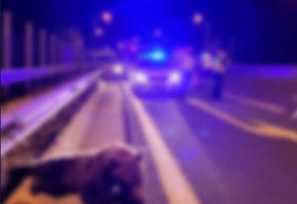 Αρκούδα συγκρούστηκε με διερχόμενο Ι.Χ., στην Εγνατία Οδό, στο 1οχλμ Γρεβενών – Κοζάνης