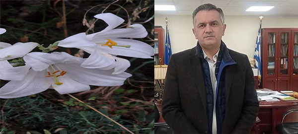 Ο Γιώργος Κασαπίδης για τον κρίνο της Παναγίας που φύεται στο λόφο του Προφήτη Ηλία Καστοριάς