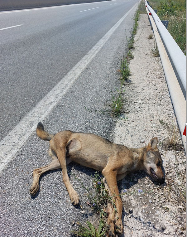 Κυνηγετικοί Σύλλογοι Πτολεμαΐδας και Κοζάνης: Επιστολή προς την Περιφέρεια Δυτικής Μακεδονίας