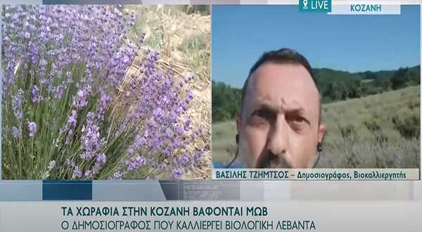 Τα χωράφια βάφονται μωβ στη Λούβρη Κοζάνης