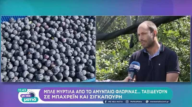 Στο χωριό της Φλώρινας με τα… μπλε μύρτιλα