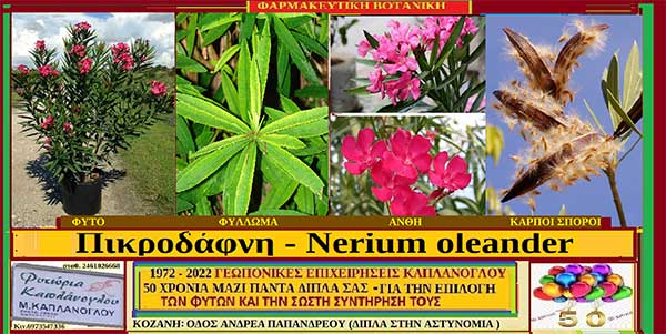 Πικροδάφνη – Nerium oleander – Ιατροφαρμακευτικές ιδιότητες, προφυλάξεις – Ένα πανέμορφο και ανθεκτικό φυτό , άκρως επικίνδυνο – Σταύρος . Καπλάνογλου Γεωπόνος
