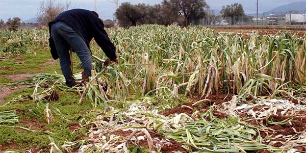 ΥΠΑΑΤ: Στο Μητρώο Αγροτών οι συνταξιούχοι αναπηρίας που συνεχίζουν την αγροτική δραστηριότητα