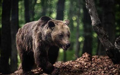 Οι αρκούδες, οι λύκοι και οι λύγκες στον “Αρκτούρο” σας περιμένουν για μία ξενάγηση στην άγρια ζωή