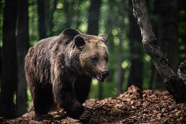 Οι αρκούδες, οι λύκοι και οι λύγκες στον “Αρκτούρο” σας περιμένουν για μία ξενάγηση στην άγρια ζωή