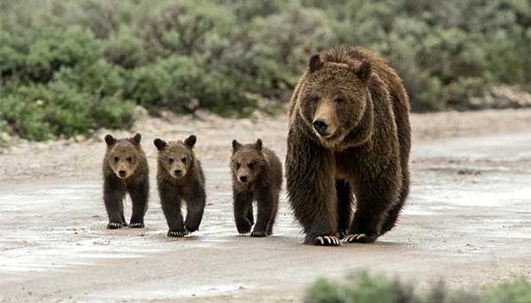 Ξαναεμφανίστηκε η αρκούδα με τα τρία αρκουδάκια στην Καστοριά