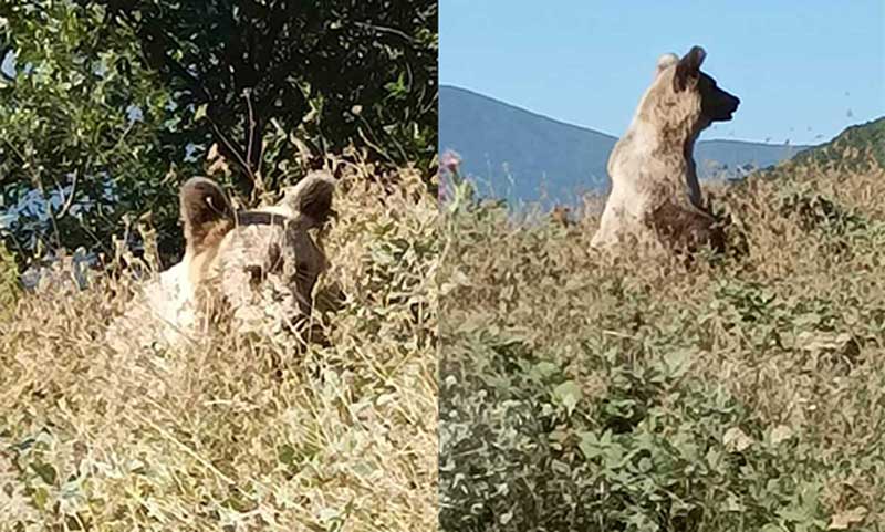 Αρκουδάκι βγήκε βόλτα μπροστά στον δρόμο,  στις στροφές μετά τον Αετό προς Νυμφαίο