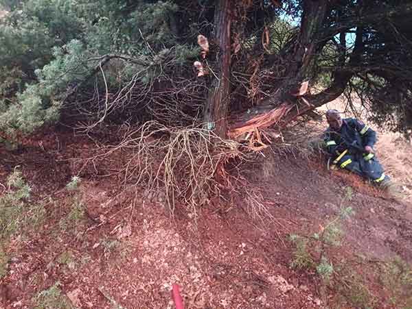 Βελβεντό: Κεραυνός έπεσε σε κέδρο στην Αγία Κυριακή