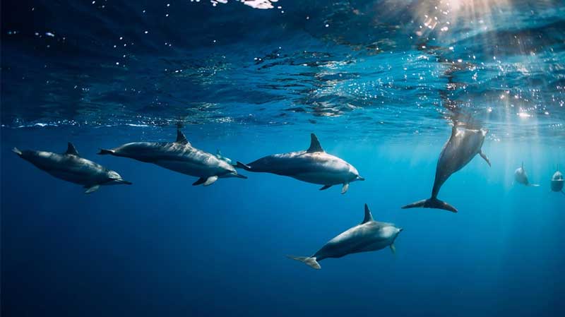 Το μεγαλύτερο κοπάδι δελφινιών που έχει καταγραφεί ποτέ στην Ελλάδα (video)