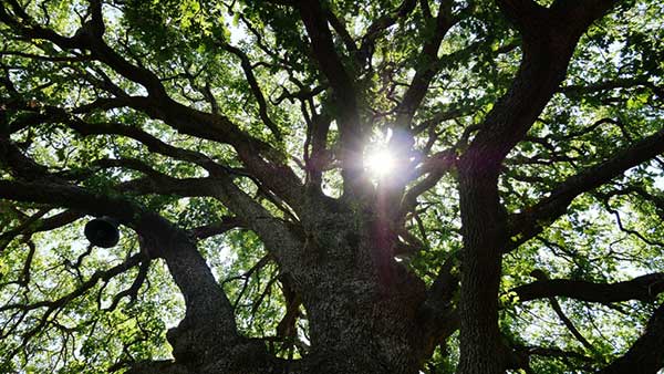 Δήμος Γρεβενών: «Ταξιδεύω Γρεβενά» – Αιωνόβια Δέντρα, Μνημεία Φύσης