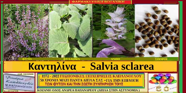 Καντηλίνα- Salvia sclarea- Του Σταύρου Π. Καπλάνογλου Γεωπόνου