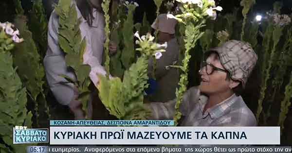 Νεάπολη Βοΐου: Κυριακή πρωί μαζεύουμε τα καπνά