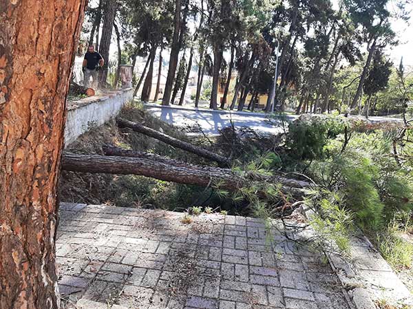 Κοπή 11 δέντρων στον Ιερό Ναό Αγίου Δημητρίου Κοζάνης