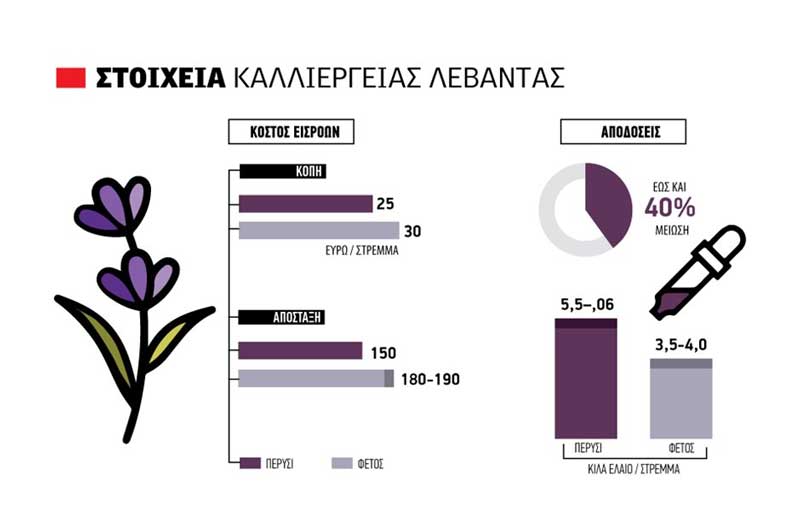 Μικρές φέτος αποδόσεις, παίρνει ξανά τα πάνω της η ζήτηση της λεβάντας