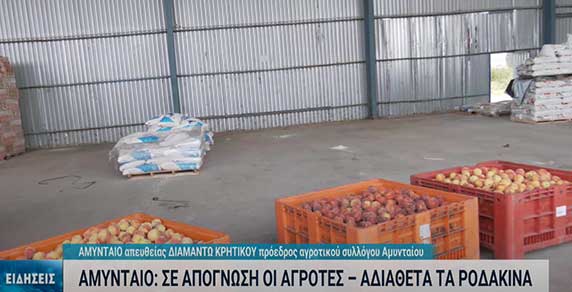 Αμύνταιο: Οι παραγωγοί πετούν τα ροδάκινα – Καταγγελίες για «απαράδεκτες» πρακτικές