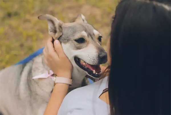 Αλλάζουν όλα με το pet.gov.gr και το… Mypet–pass: Τι είναι και τι θα περιλαμβάνει το Εθνικό Μητρώο Ζώων Συντροφιάς