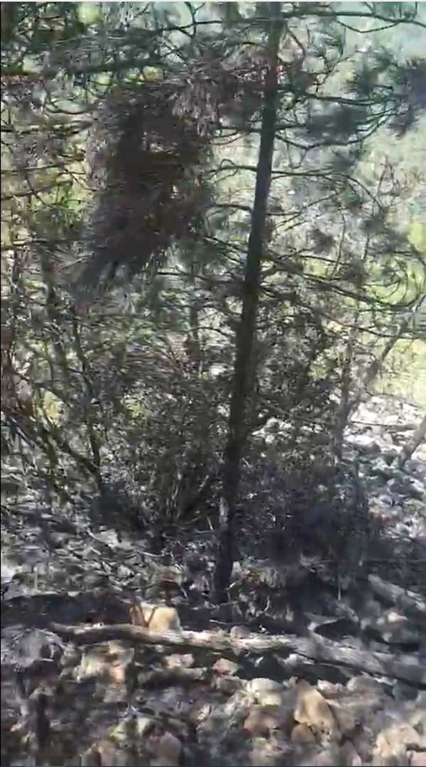 Έσβησε η φωτιά στον Εθνικό δρυμό της Βάλια Κάλντα, παραμένει στο σημείο πεζοπόρο κλιμάκιο της πυροσβεστικής