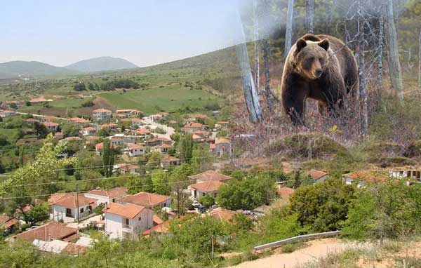 Αρκούδα στο Χρώμιο Κοζάνης κατασπάραξε 8 ζωντανά πρόβατα