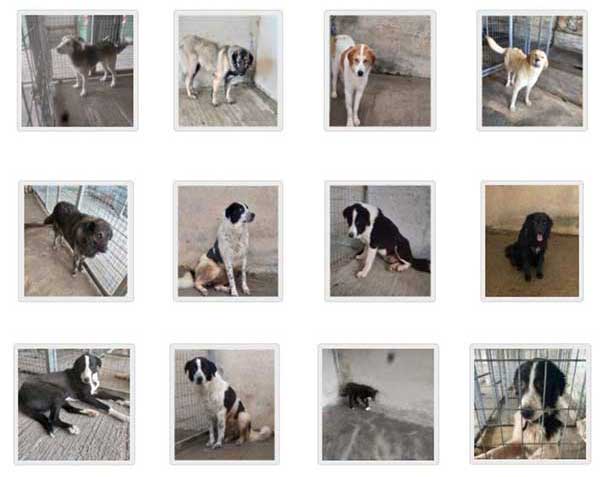 Μ. Τρέμη: Ψεύδεται ο Δήμος Κοζάνης στην Πενταμελή Επιτροπή δεν πήραμε καμιά απόφαση για ευθανασία 19 σκυλιών