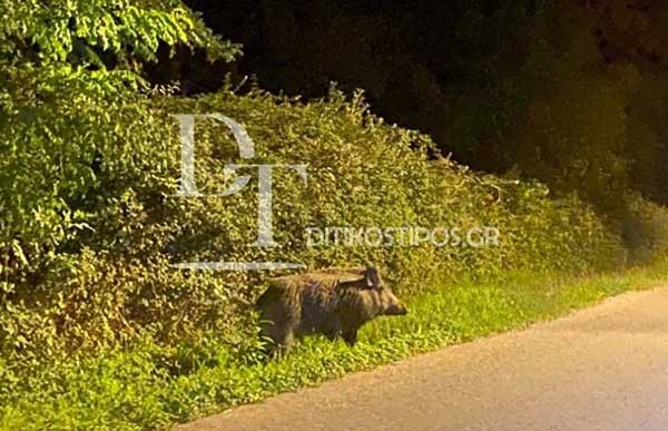 Καστοριά: Αγριογούρουνο σε μέγεθος αρκούδας παραλίγο να προκαλέσει τροχαίο ατύχημα