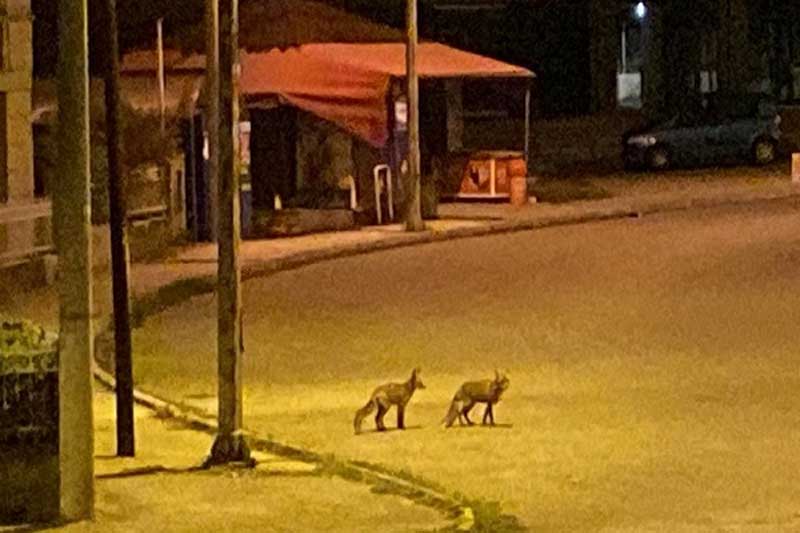 Βραδινή βόλτα για αλεπουδάκια στη Χλόη Καστοριάς
