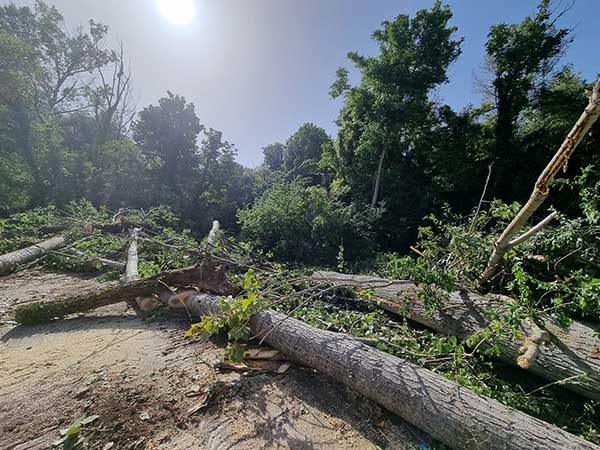 Κοπή επικίνδυνων δέντρων από την ΠΕ Κοζάνης  στο ρέμα της κοινότητας Καρυοχωρίου